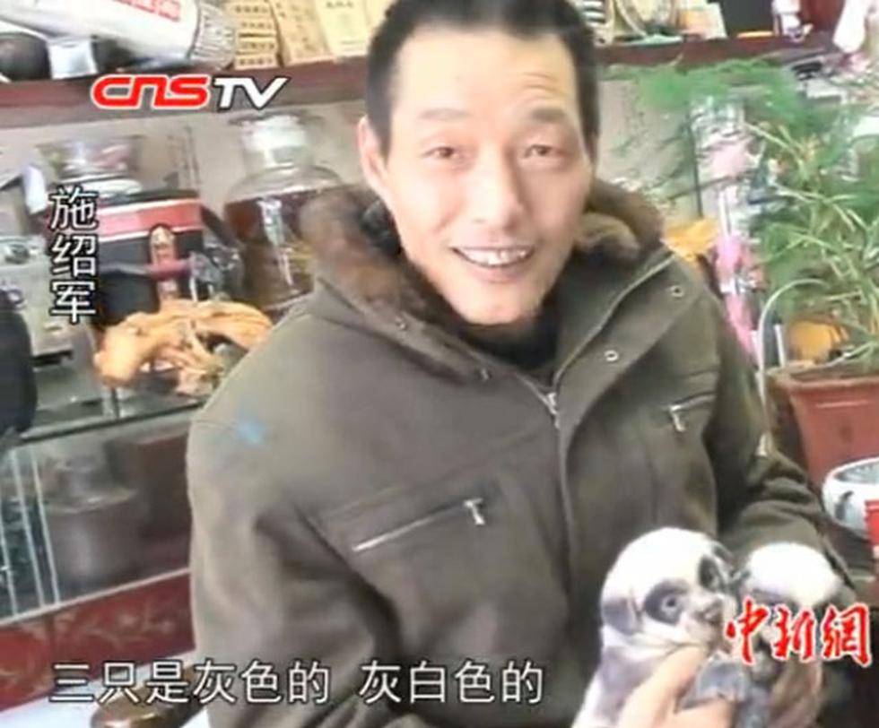 Nacen perritos-panda en China (FOTOS)