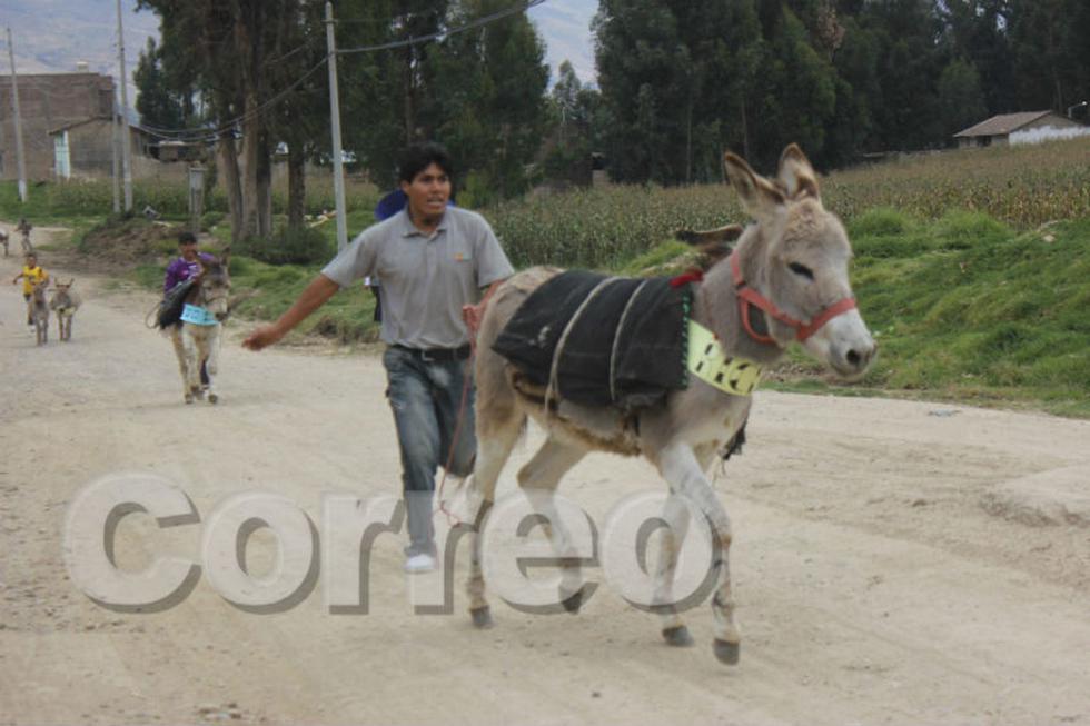 Vea la divertida carrera de burros de Semana Santa (Fotos)