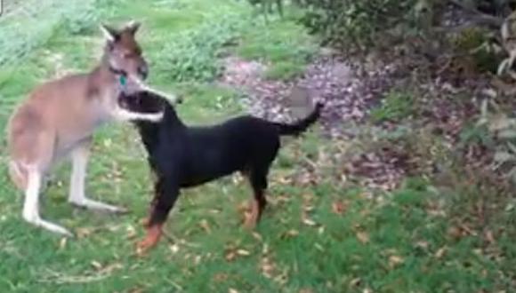 Youtube: Amistad entre canguro y un perro Rottweiler enternece las redes sociales