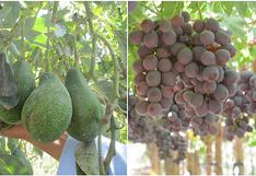 ​Arequipa con mayor exportación de uva y palta durante el 2019
