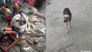 Perrito se perdió y cuando su dueño lo encontró lo ignoró con la mirada