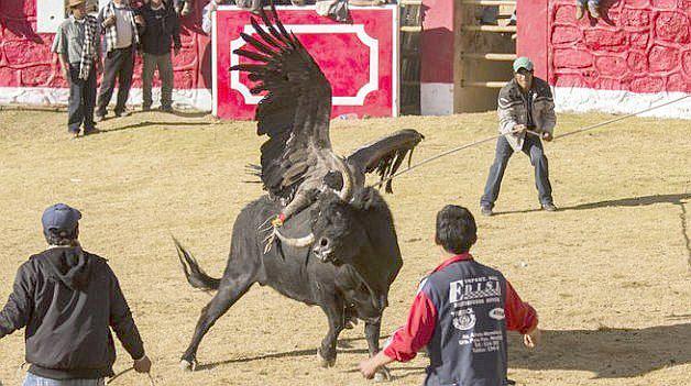 Analizan problemática sobre fiesta donde sujeta un cóndor al lomo de un toro