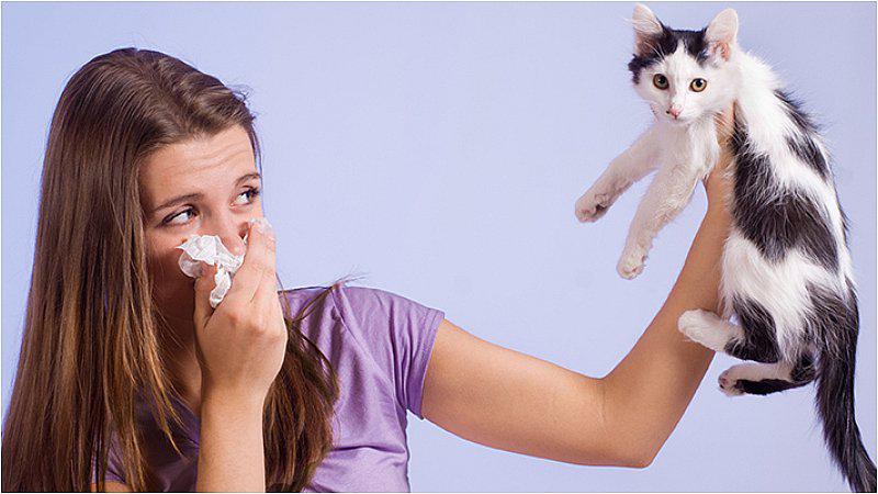 Lanzarán este año la primera vacuna contra la alergia a los gatos 