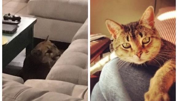 Puma se come a gato aprovechando que dueña no está en casa (FOTO)
