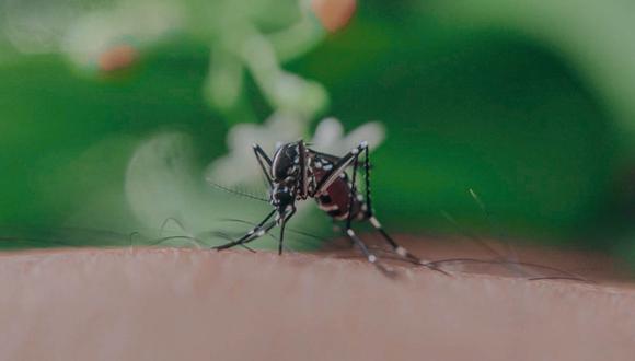 El mosquito Aedes Aegypti es el principal transmisor del dengue (Foto: Pexels)