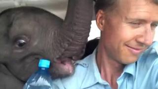 Elefante bebé es rescatado en avión tras el asesinato de su familia (VIDEO)