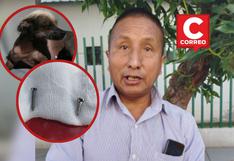Arequipa: Colocan tornillos de construcción a un perrito en una operación en veterinaria