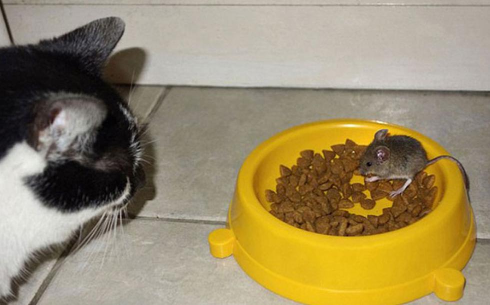 FOTOS: Gato y pericote comen en mismo plato