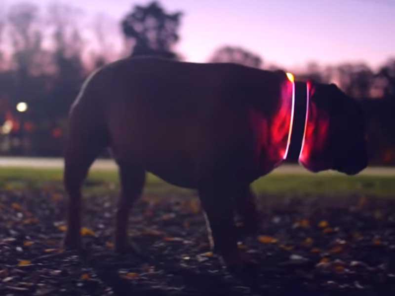 YouTube: Conoce a ​Buddy, el collar inteligente para localizar a tu mascota