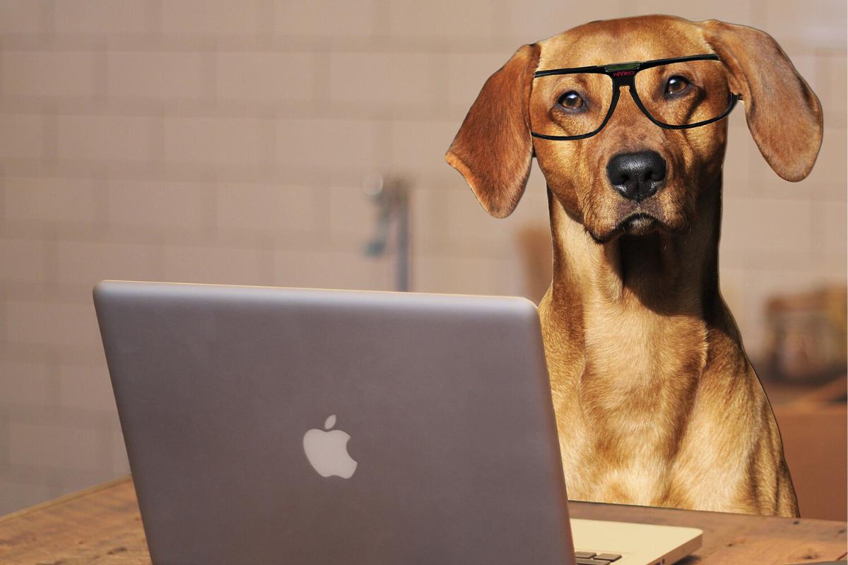 La prevención de estas enfermedades puede constar en la visita al veterinario durante los primeros años del can. (Foto: Pixabay/Referencial)