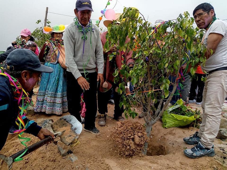 Vecinos reemplazan yunzas por siembra de arboles en fiestas