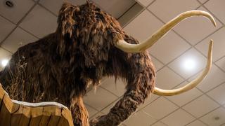 Investigadores de Australia y Dinamarca afirman que los humanos aceleraron la extinción del mamut lanudo