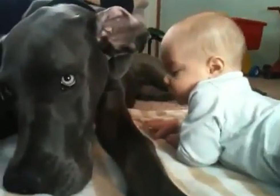 Gran Danés que juega y acaricia a bebé es sensación en Youtube (VIDEO)