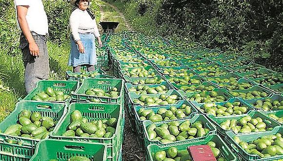 ADEX: Número de empresas agroexportadoras creció 4%