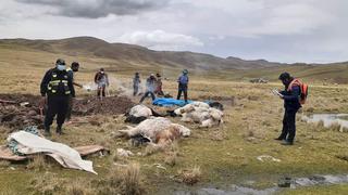 Descarga eléctrica fulmina a 7 alpacas en Nuñoa