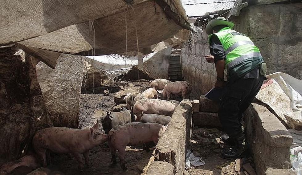 Chancherías en zona urbana ponen en riesgo la salud de los arequipeños (FOTOS)