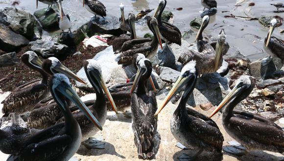 Minsa define este lunes si se cierran playas ante incremento de aves muertas en el litoral. Foto: GEC