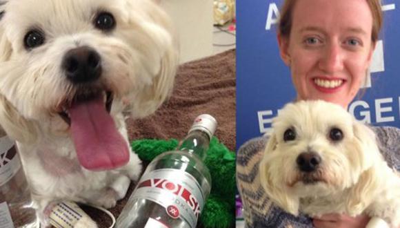 Beber vodka salvó de morir a perro
