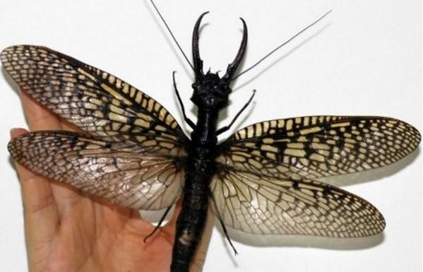 Mira el insecto acuático volador más grande del mundo