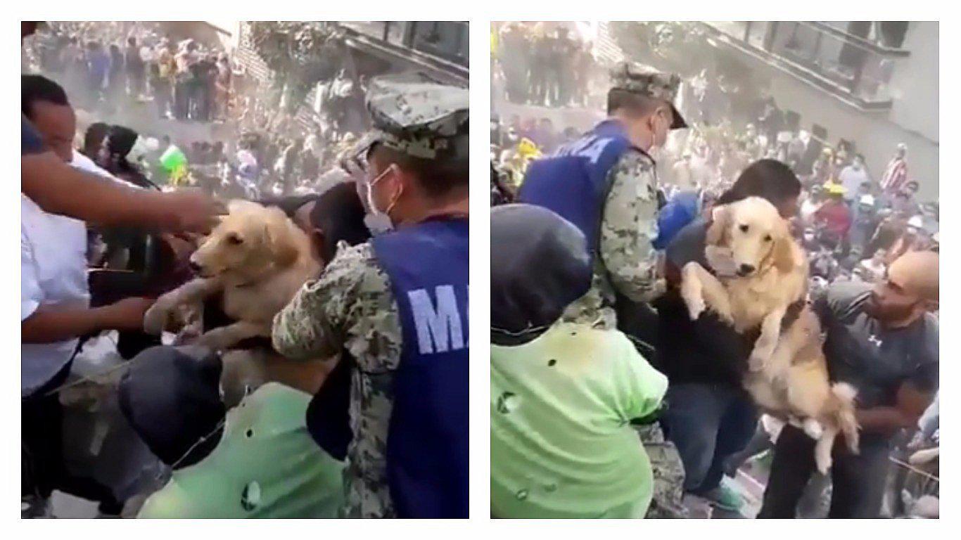 Terremoto en México: emocionante rescate de perrito enternece a miles en Instagram (VIDEO)