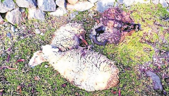 Huancavelica: Perros salvajes matan y comen a 25 ovejas