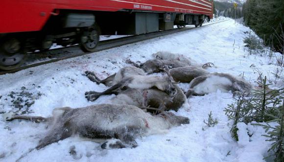 Noruega: Más de 100 renos murieron tras ser arrollados por trenes