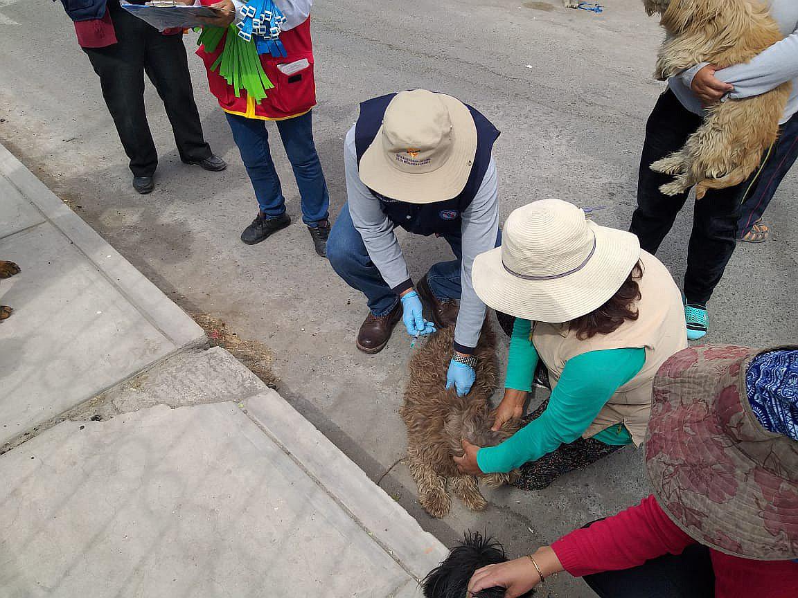 Vacunan 107 perros en cinco cuadras alrededor de donde se halló can con rabia