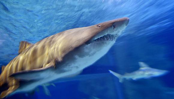 Australia: Adolescente fallece tras ser mordida por tiburón