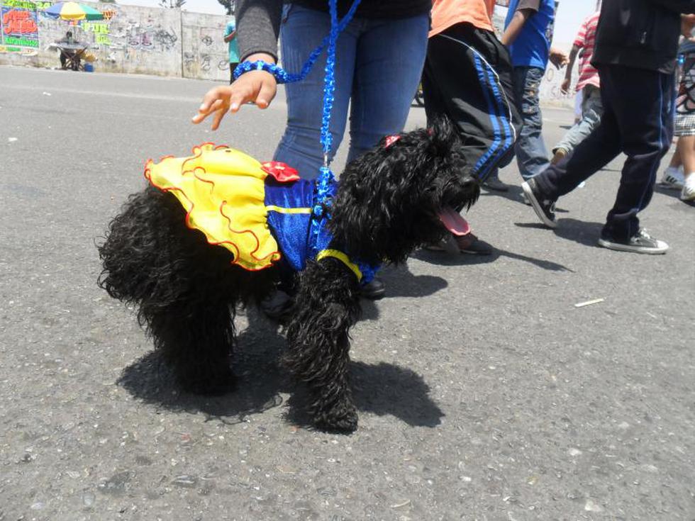 "Cholito Cusqueño" ganó en concurso de disfraces canino