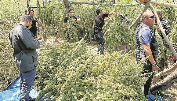 Piura: Decomisan más de 10 mil plantones de marihuana en Tambogrande