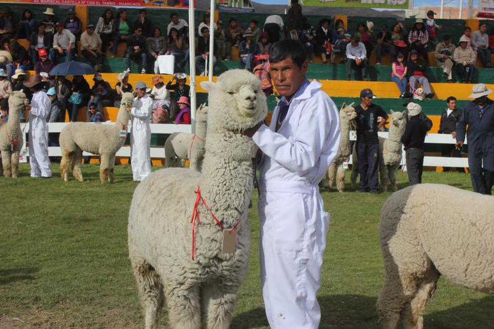 Alpacas reemplazan a "galanes" en desfile de modas (FOTOS)
