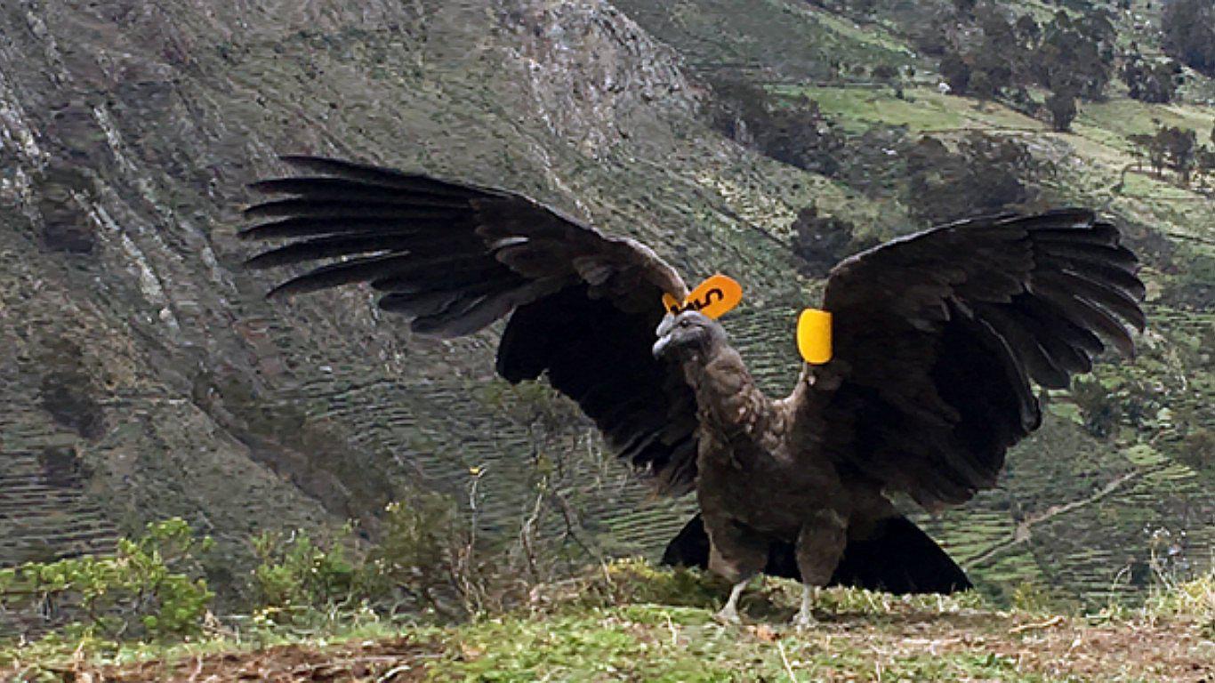 Liberan en la sierra de Lima al cóndor recuperado de cazadores (FOTOS)