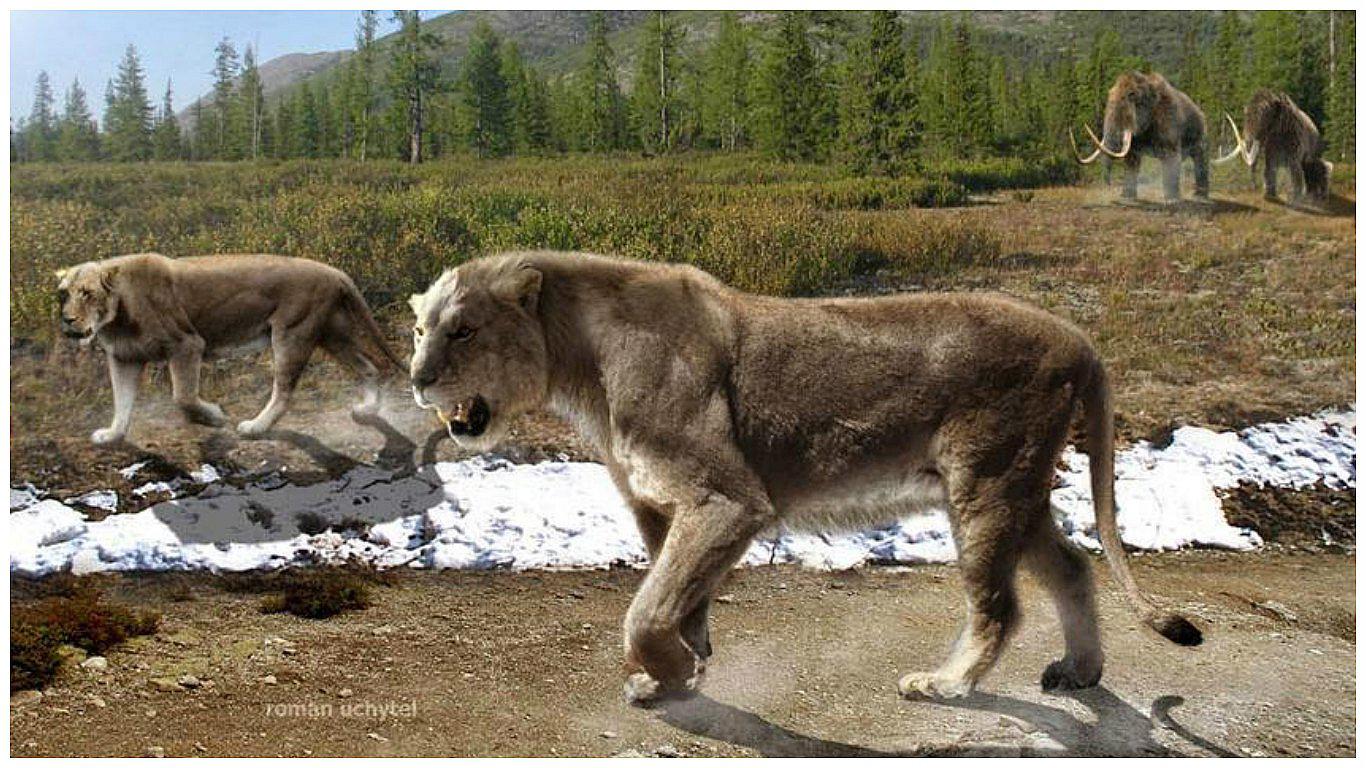 Hallan los restos de uno de los últimos leones de las cavernas de Eurasia