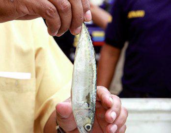 Importan caballa muy pequeña