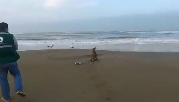 Lambayeque: Liberan a lobo marino que fue rescatado en Santa Rosa (VIDEO)