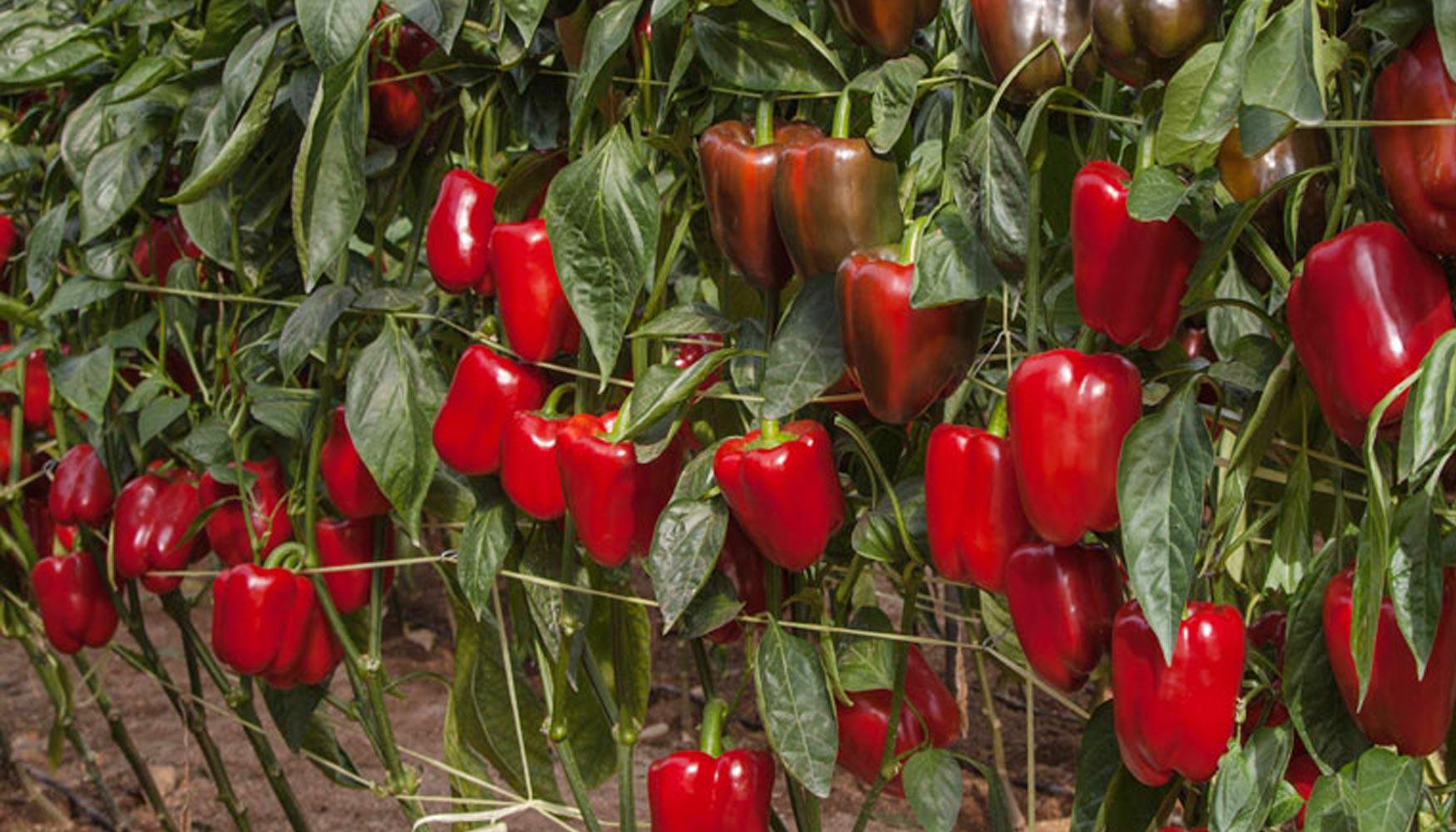 Piura: Se abre el mercado del pimiento peruano a los EE.UU.