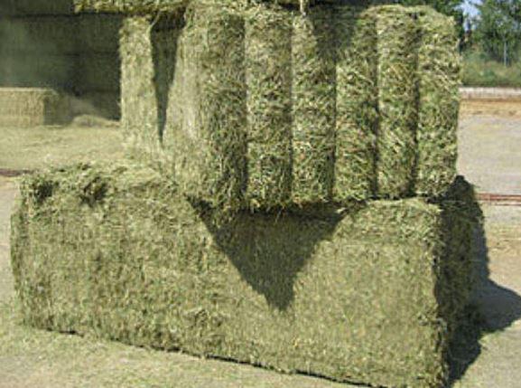 Puno: Entregan 20 mil pacas de heno para alpacas