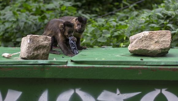 La viruela del mono tiene el potencial de saltar de un animal a un humano, pero este no es el caso actual. (Foto: Mauro Pimentel / AFP)