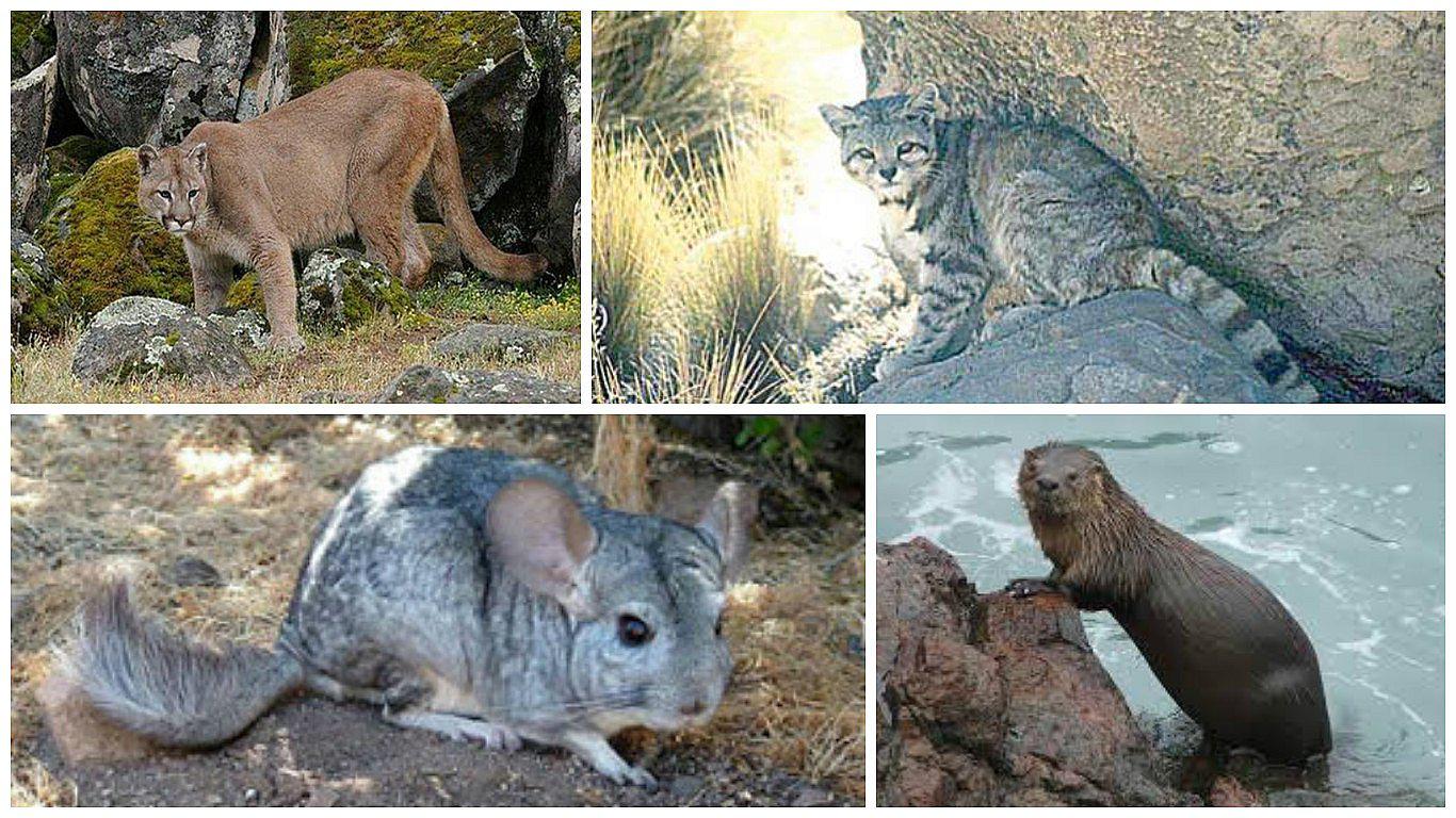 Siete animales silvestre a punto de desaparecer en la región Tacna