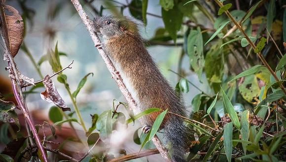 Machu Picchu: Registran rara especie de roedor en el Santuario Histórico luego de 10 años