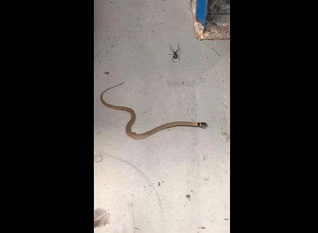 ​YouTube: Mira el mortal ataque de una araña a una venenosa serpiente marrón
