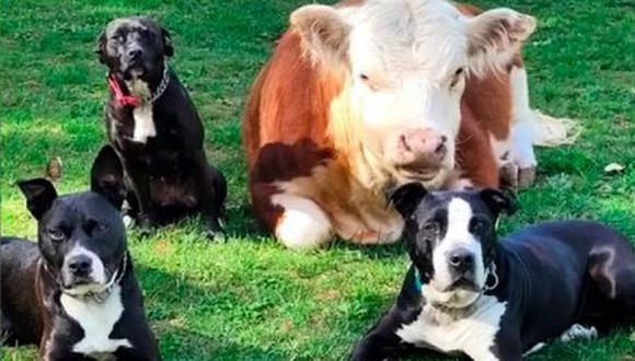 La historia de una vaca con un tamaño inusual ha cautivado a los usuarios en redes sociales, volviéndose viral. (Foto: Facebook / Amber Sullivan)