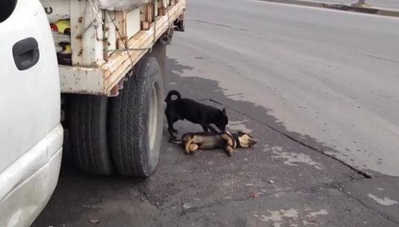Perrito intenta revivir a su compañero atropellado en la carretera (VIDEO)