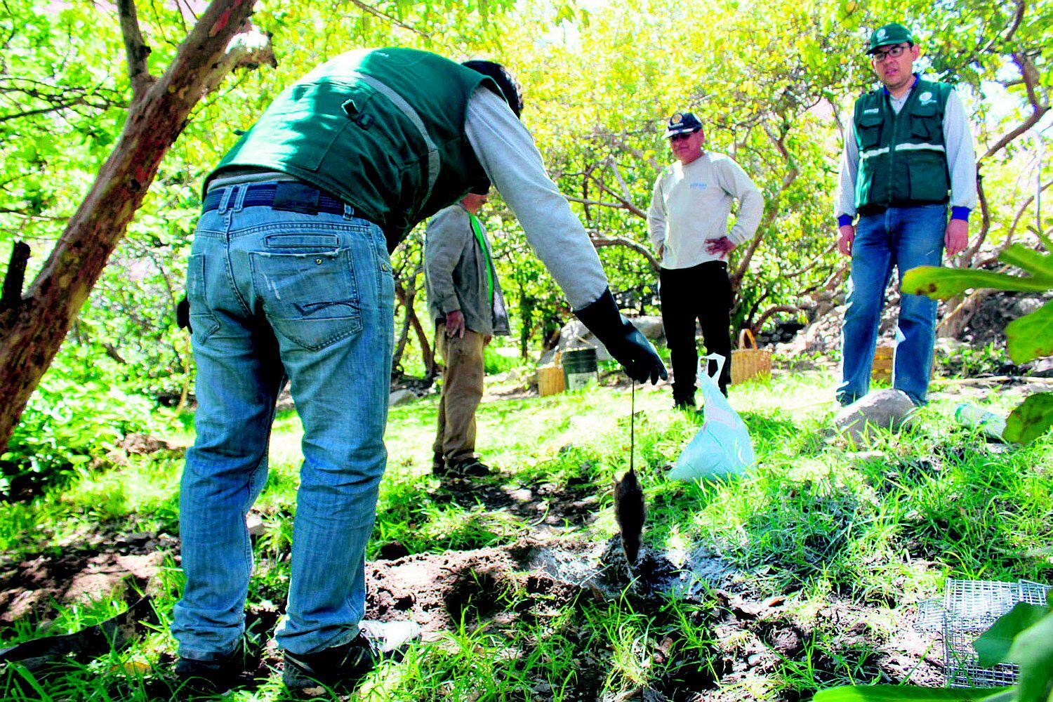 Plaga de ratas ataca sembríos y casas
