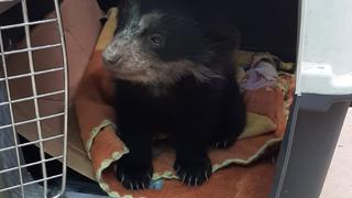 Recuperan segunda cría de oso de anteojos en Puno