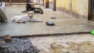 Bellavista: multan con más de S/2 mil a mujer que tenía perritos en malas condiciones