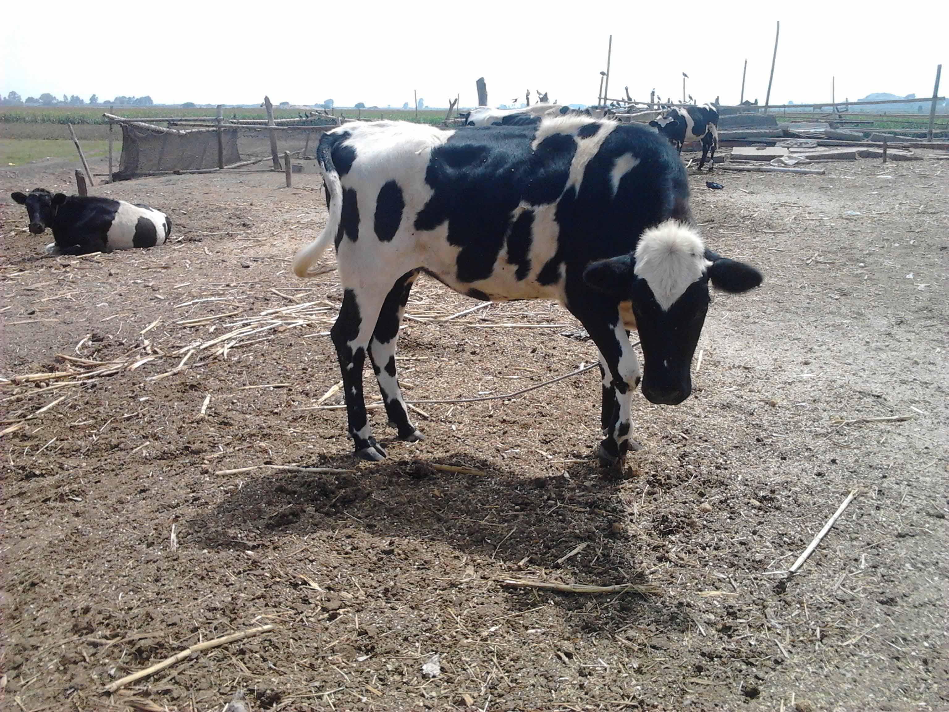 Lambayeque: Vacunarán más de 45 mil cabezas de ganado vacuno contra ántrax