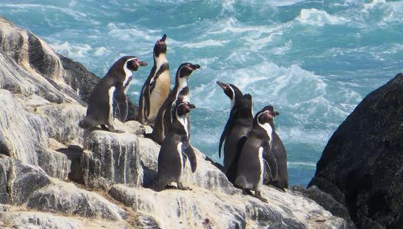 Presentan muestra "Cuidemos la flora y fauna de la región Moquegua"
