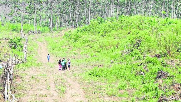 Ejecutan proyecto de ordenamiento forestal en Lambayeque 