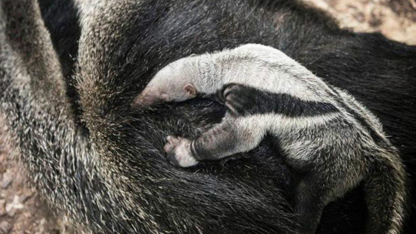 Descubren nuevas especies de oso hormiguero en Brasil